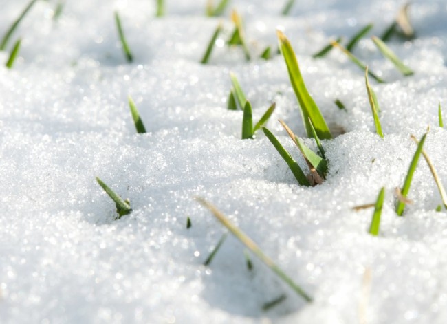 Зимний посев газона: особенности | Оптимальное соотношение.